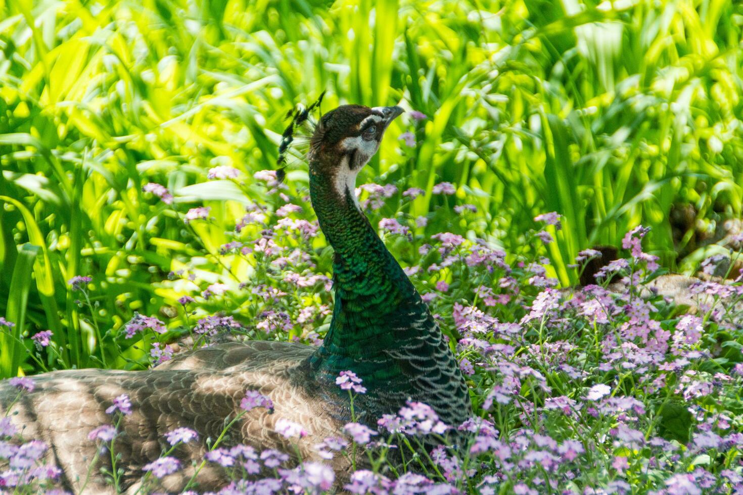 beautiful peacock view photo