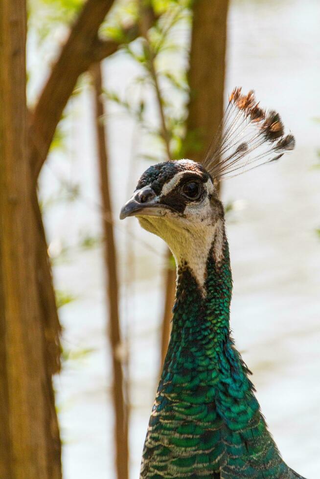 hermosa vista de pavo real foto