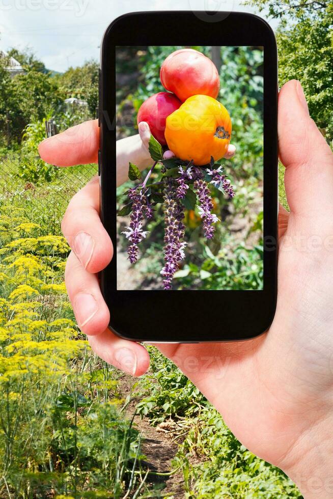 farmer photographs harvest of tomatoes in garden photo