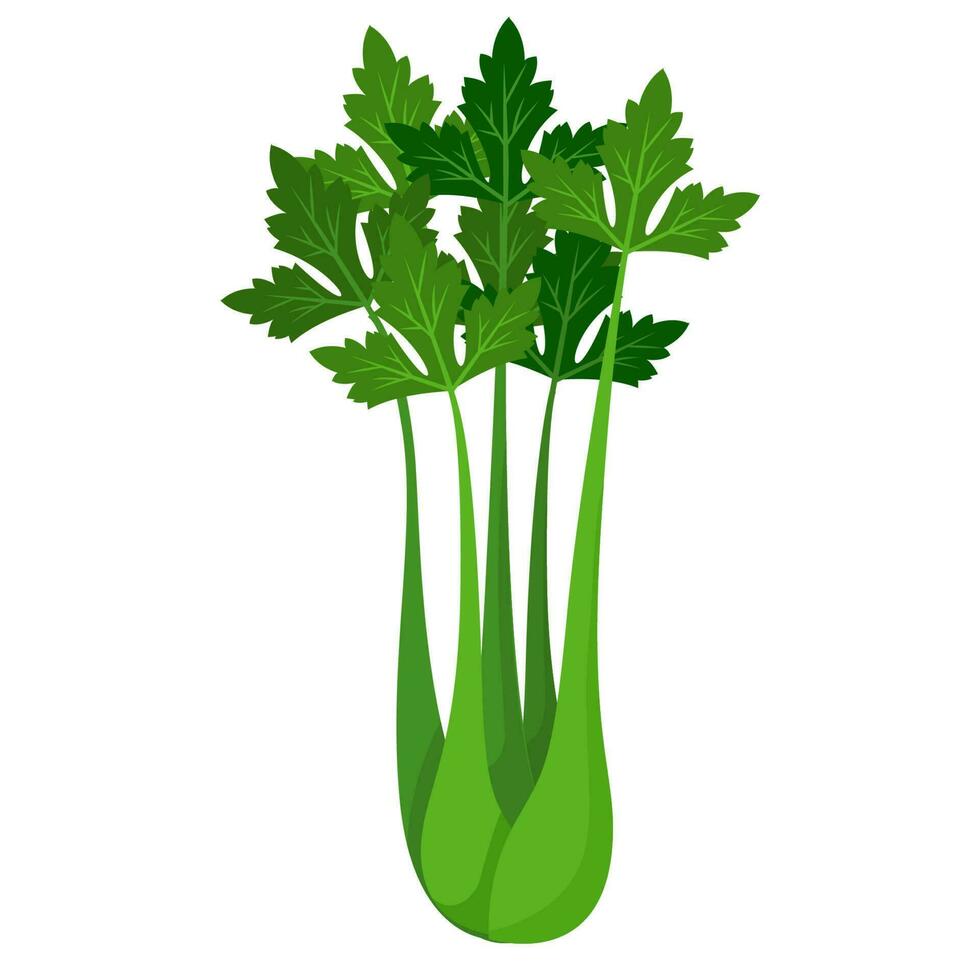 green leaves celery vegetable agriculture farm product vector