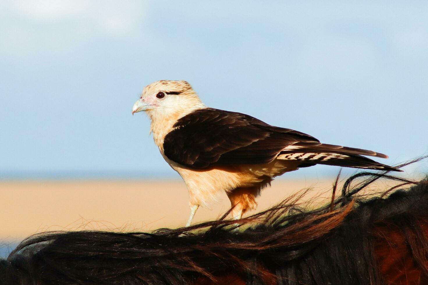 caracara de cabeza amarilla en la playa de grussai, estado de río de janeiro, brasil foto