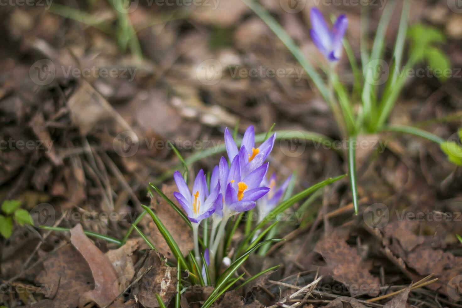 Primroses crocuses in spring in a clearing in the forest. Spring is reborn in the forest. Dry leaves give way to the first flowers, photo