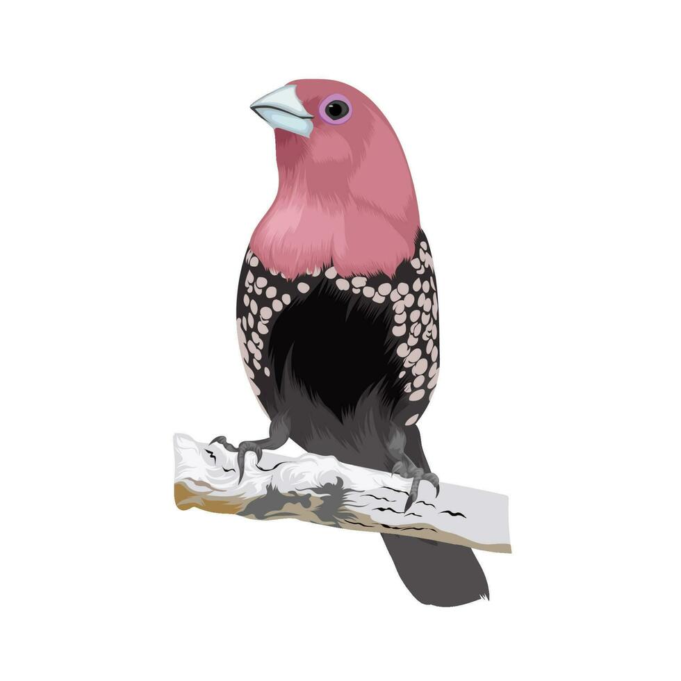 Pink throated Twinspot vector