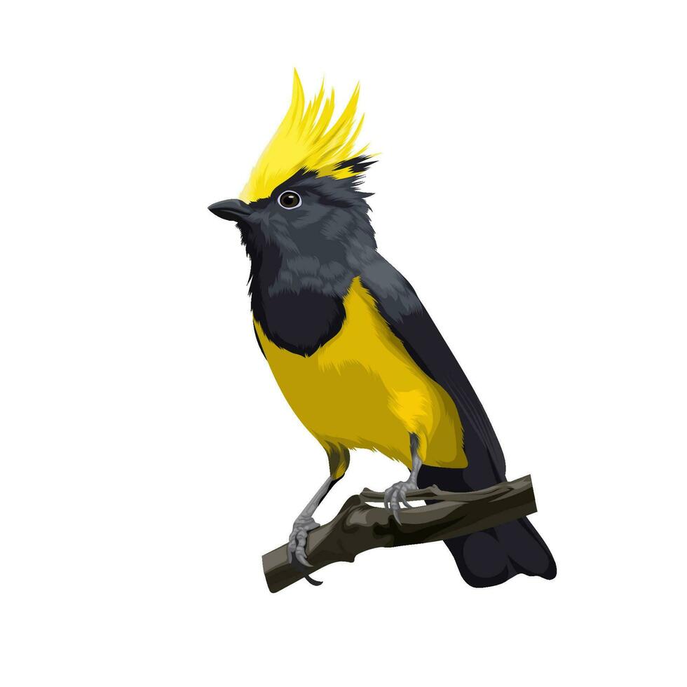 Sultan tit bird vector