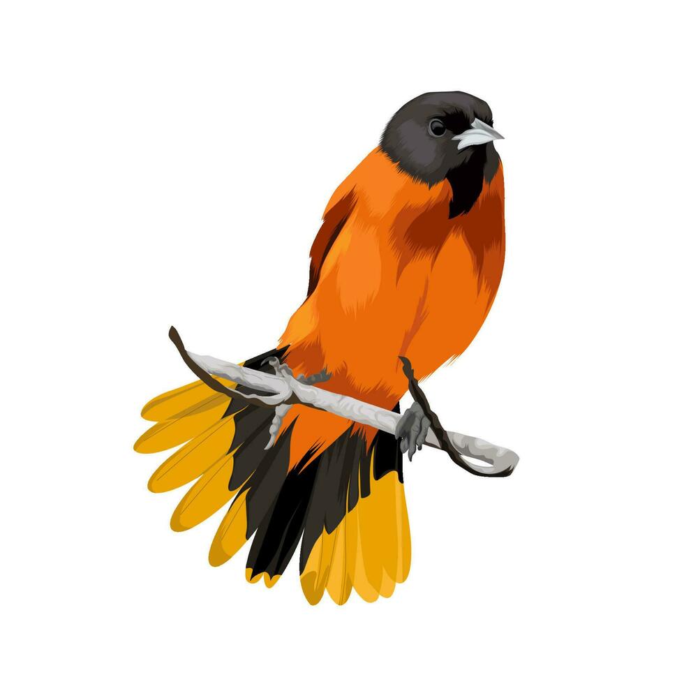 Baltimore Oriole bird vector