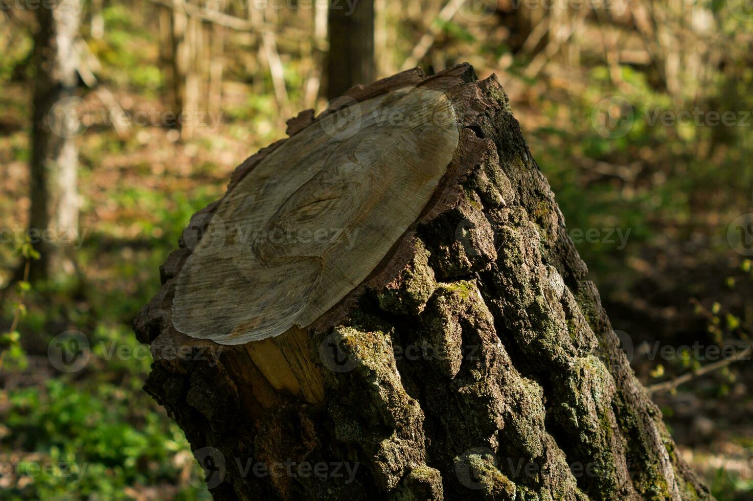 Cut trunk tree in the spring morning forest. Natural background. photo