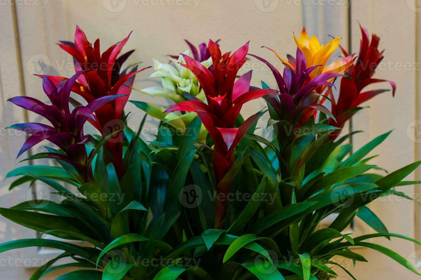 bromelias multicolores en un invernadero o macizo de flores, fondo floral y  natural 12864100 Foto de stock en Vecteezy