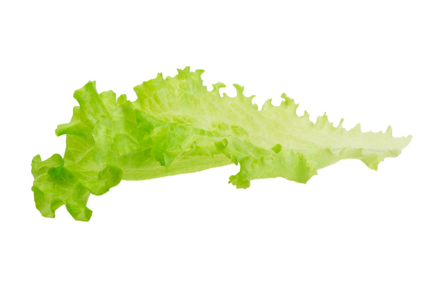 Salad leaves on white photo