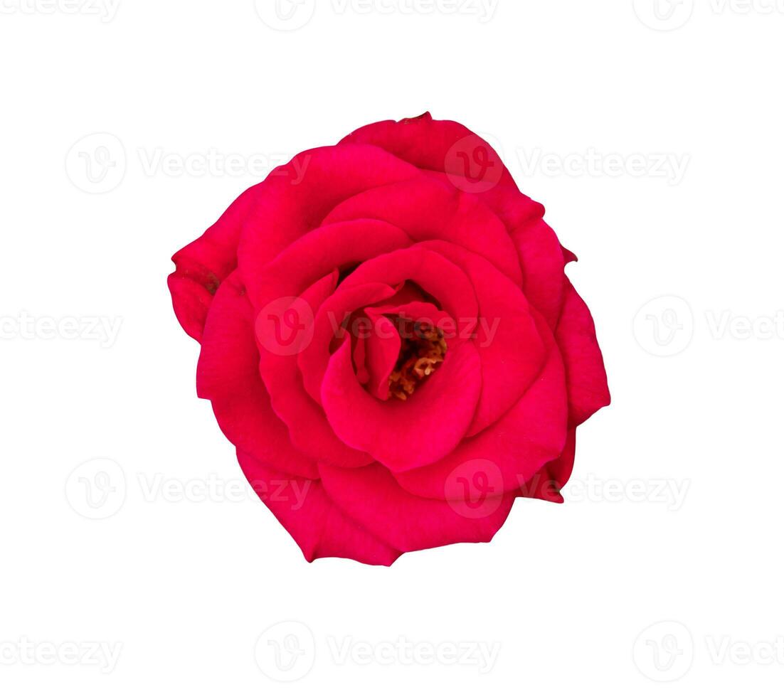 Beautiful colorful red roses flower isolated on white background photo