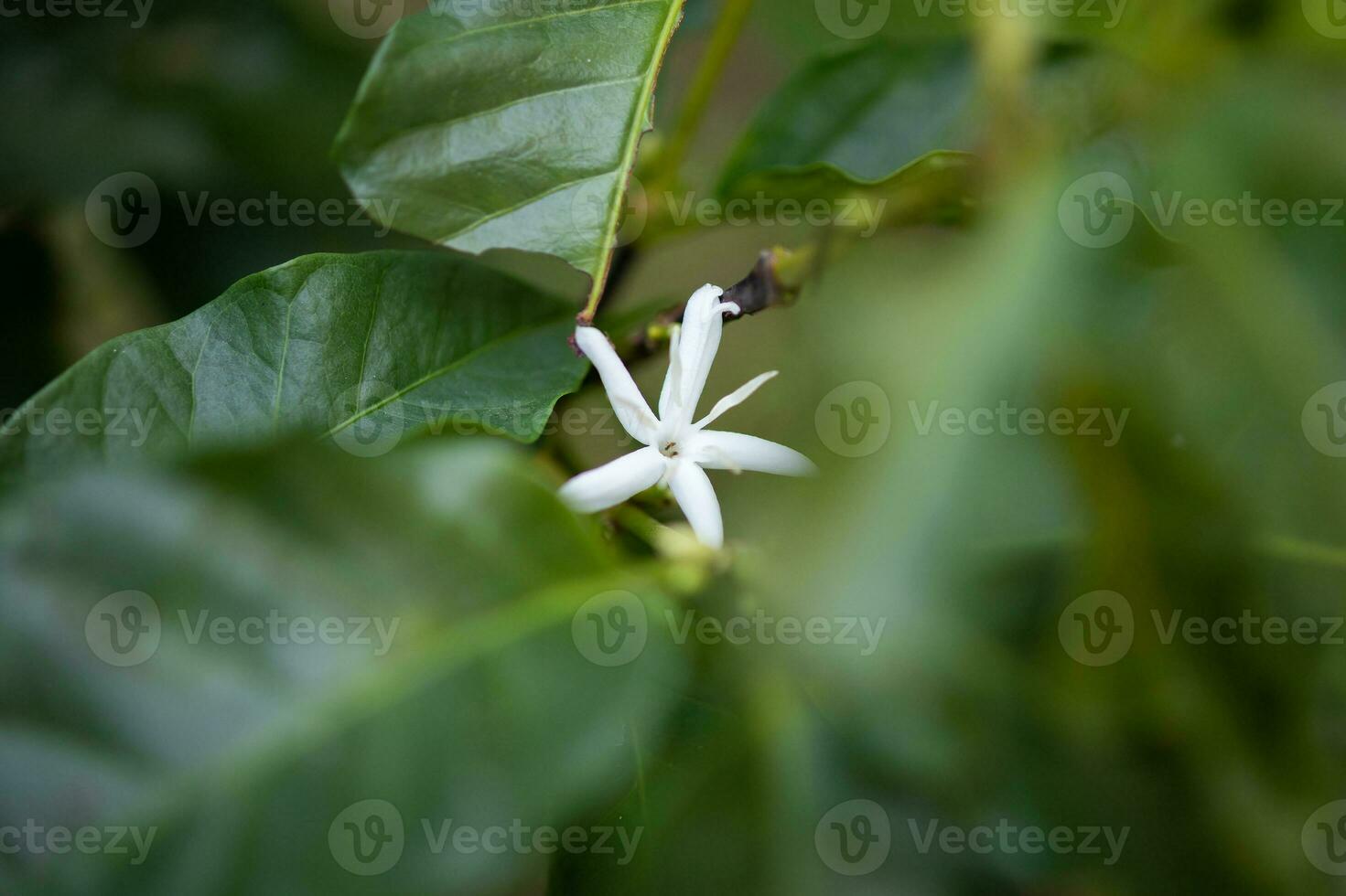 White flower in coffee tree close up photo