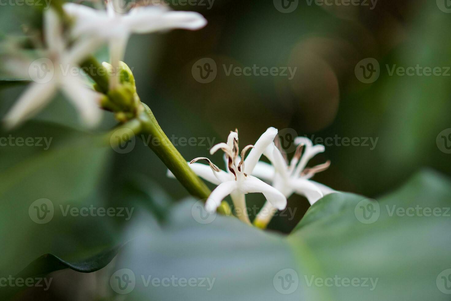 flor blanca en el cafeto de cerca foto