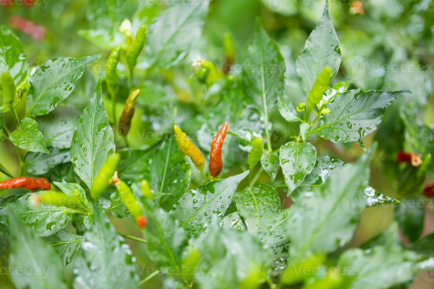 Thai pepper chilli padi in the garden close up photo