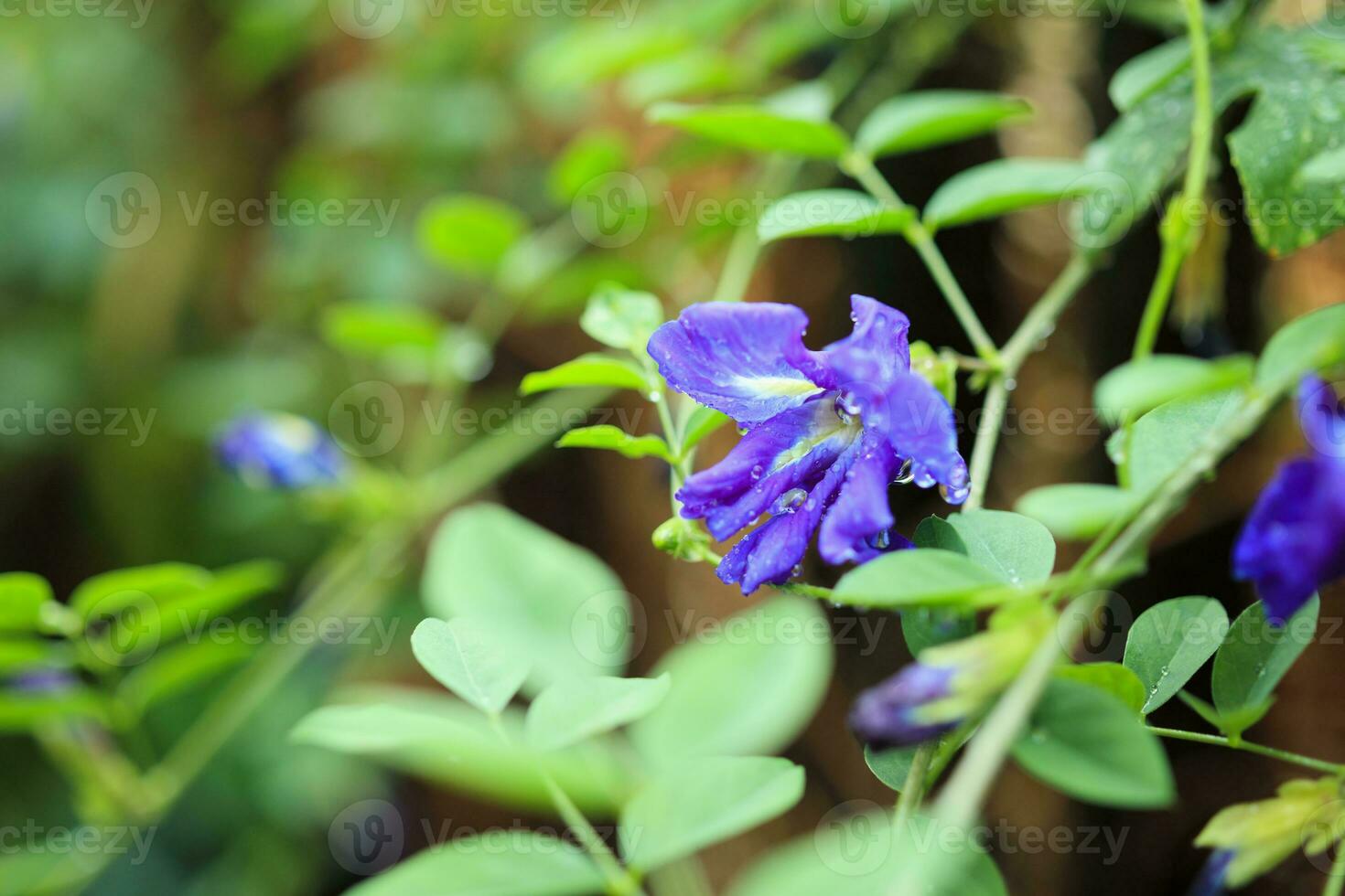 cerrar la flor de guisante de mariposa azul en el jardín foto