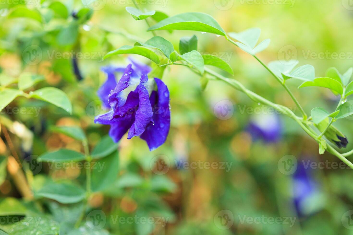 cerrar la flor de guisante de mariposa azul en el jardín foto