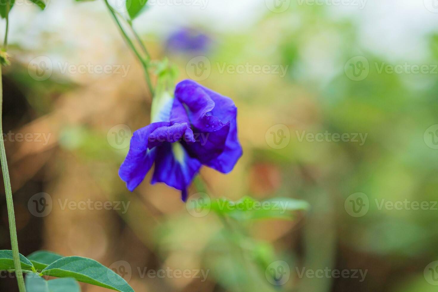 cerrar la flor de guisante de mariposa azul en el jardín foto