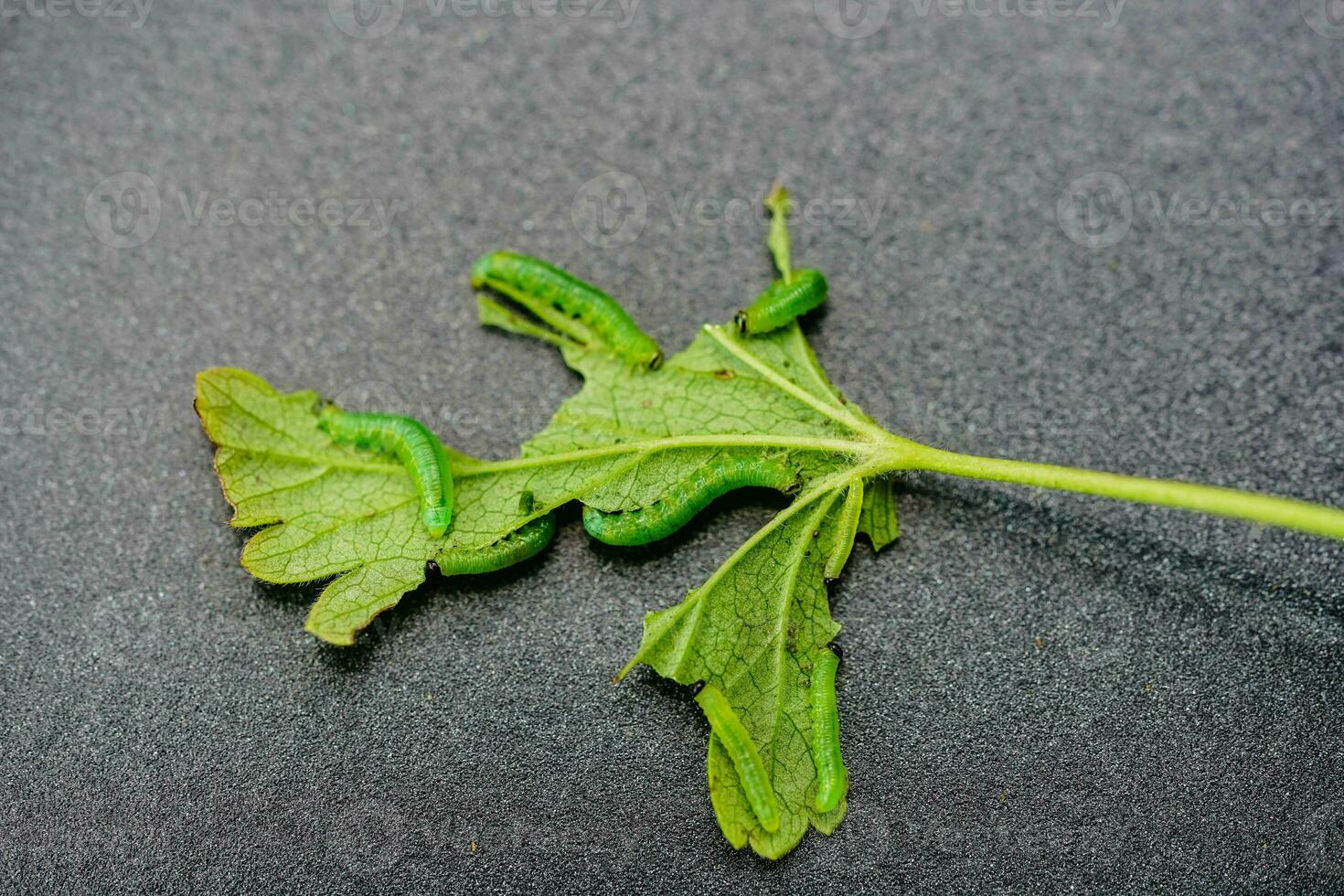 The larvae of the gooseberry wasp nematus ribesii destroy the harvest photo