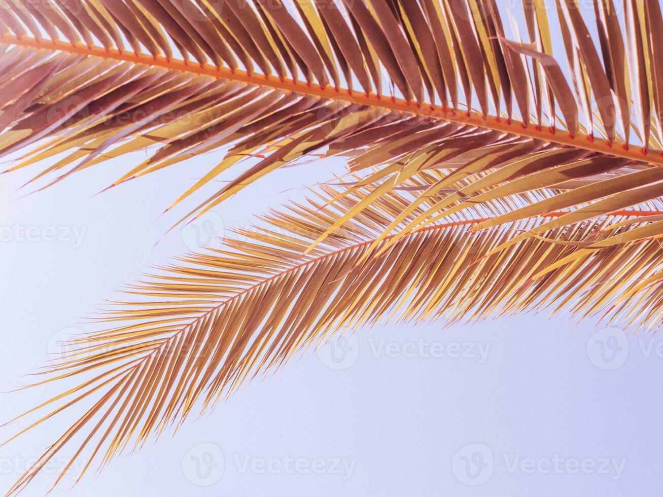 Palm leafs with clear blue sky on a background photo