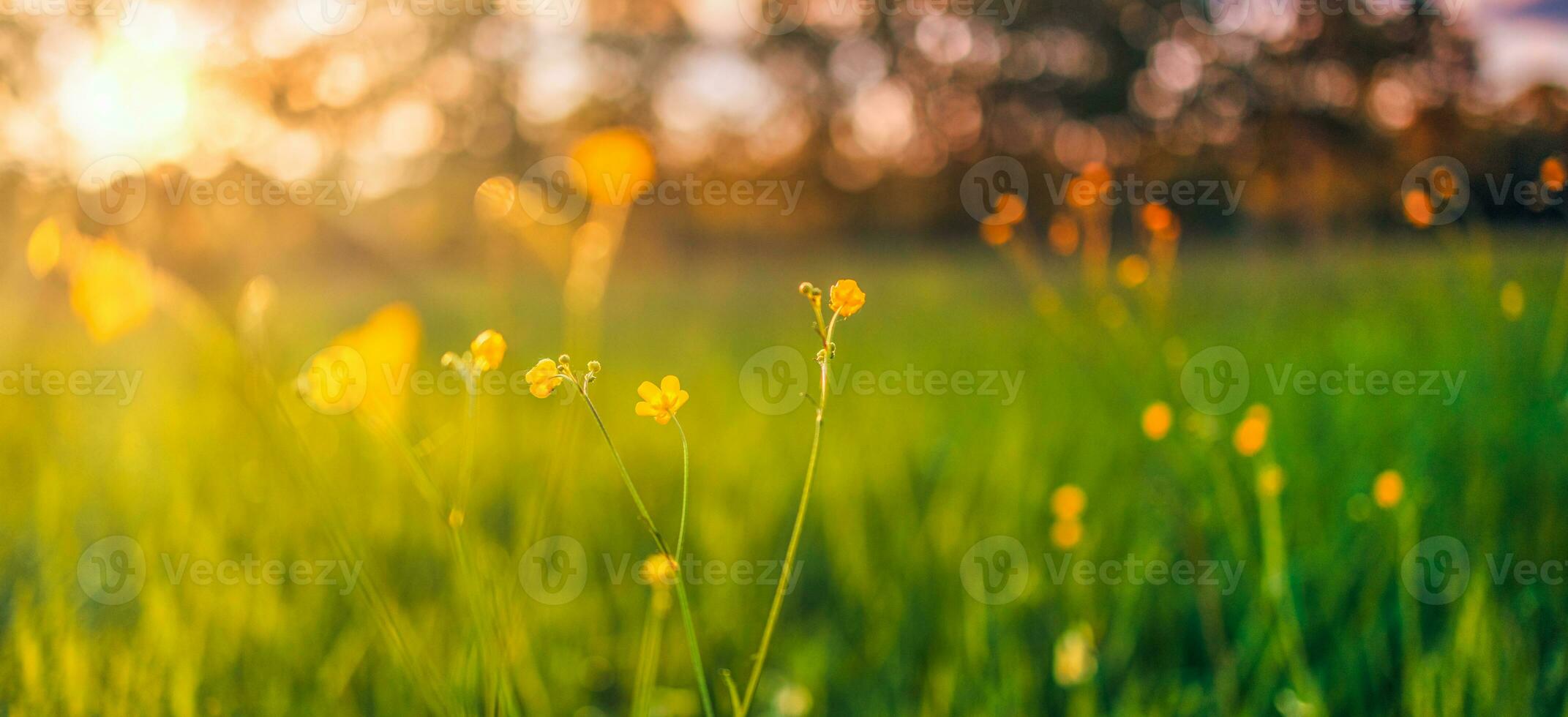 Abstract soft focus sunset field landscape of yellow flowers and grass meadow warm golden hour sunset sunrise time. Tranquil spring summer nature closeup and blurred forest background. Idyllic nature photo