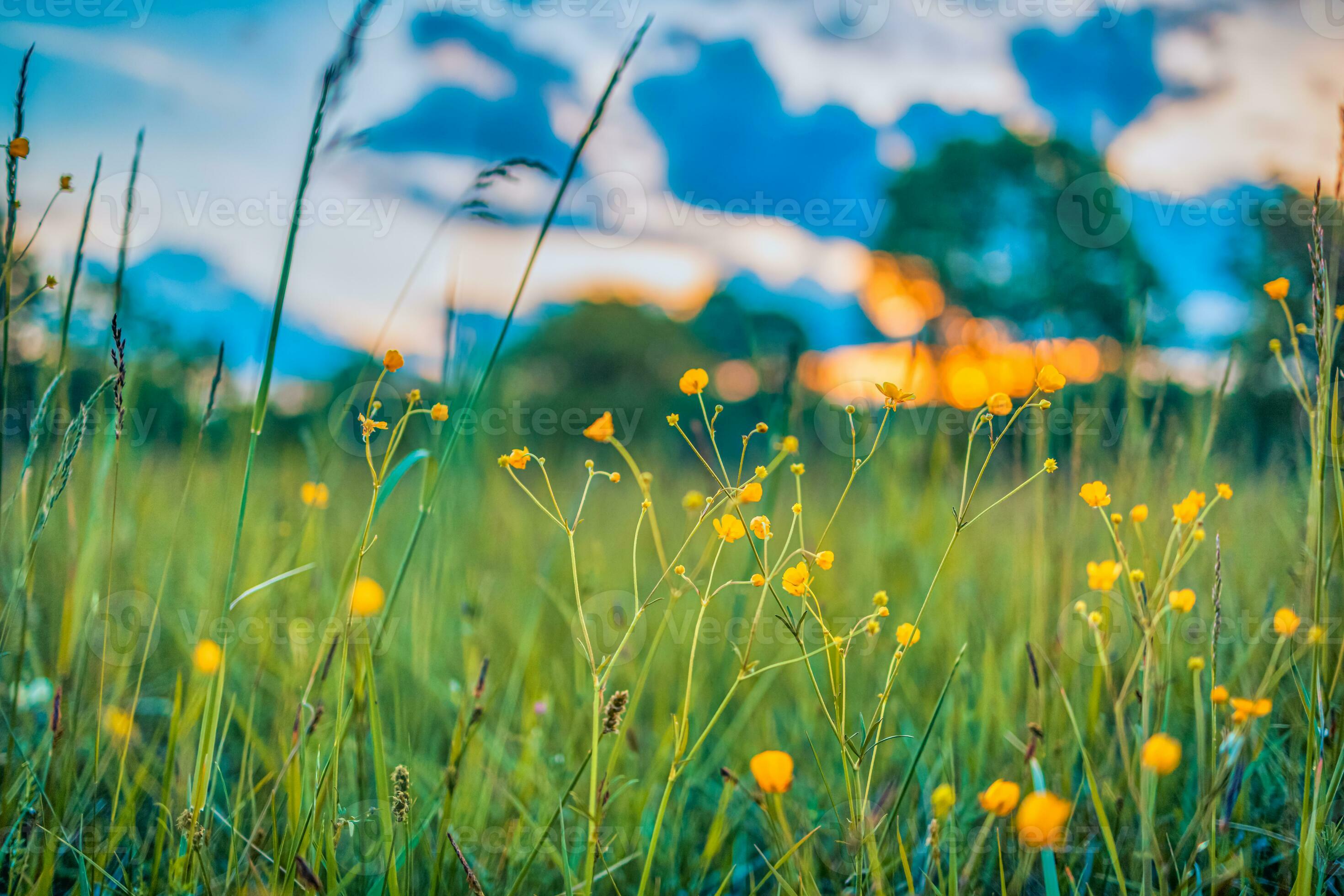 Abstract soft focus sunset field landscape of yellow flowers and grass