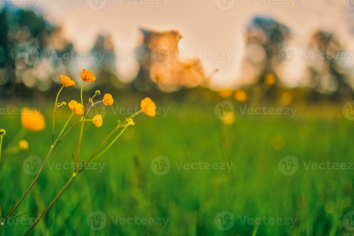 Abstract soft focus sunset field landscape of yellow flowers and grass meadow warm golden hour sunset sunrise time. Tranquil spring summer nature closeup and blurred forest background. Idyllic nature photo