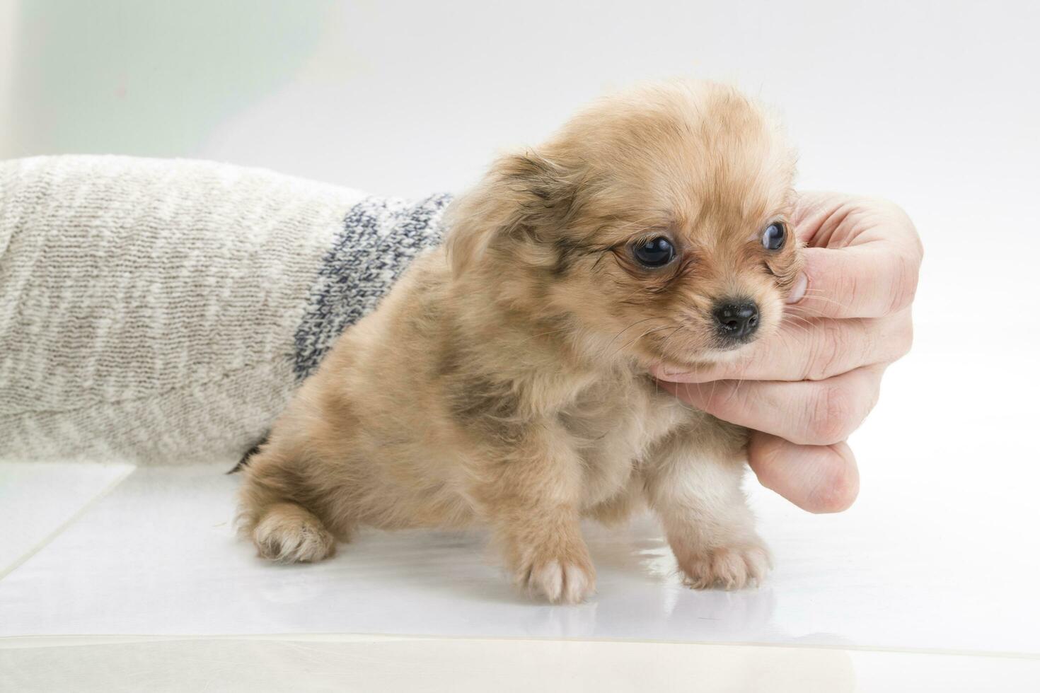 Chihuahua puppy on white background photo