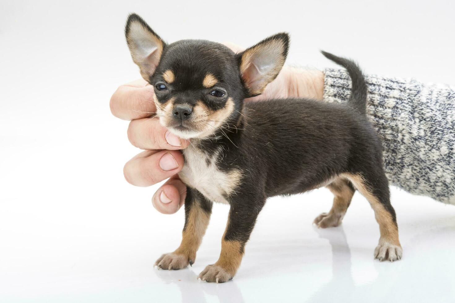 Chihuahua puppy on white background photo