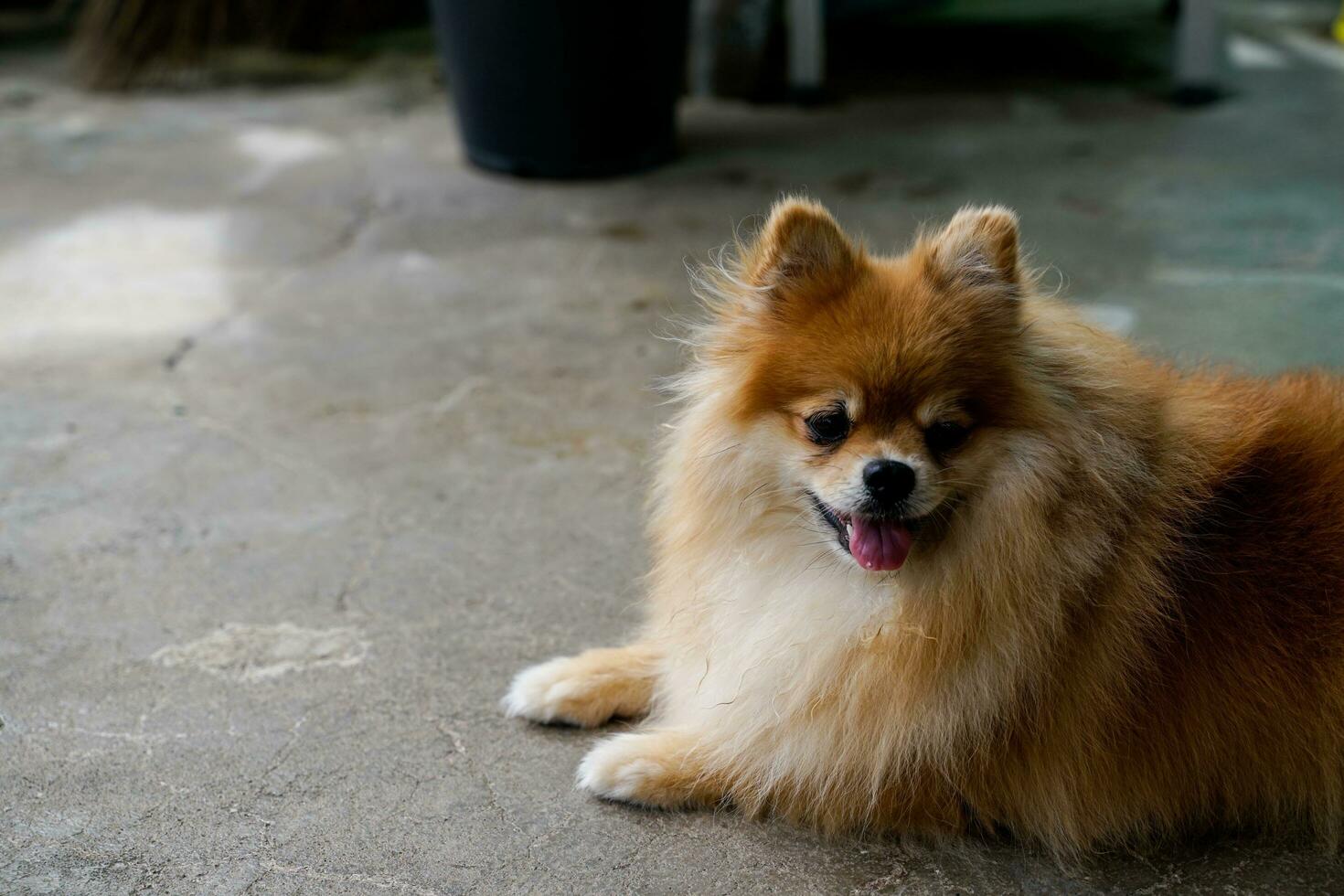 brown pomeranian  Sit and wait for the owner on the floor in front of the house. photo