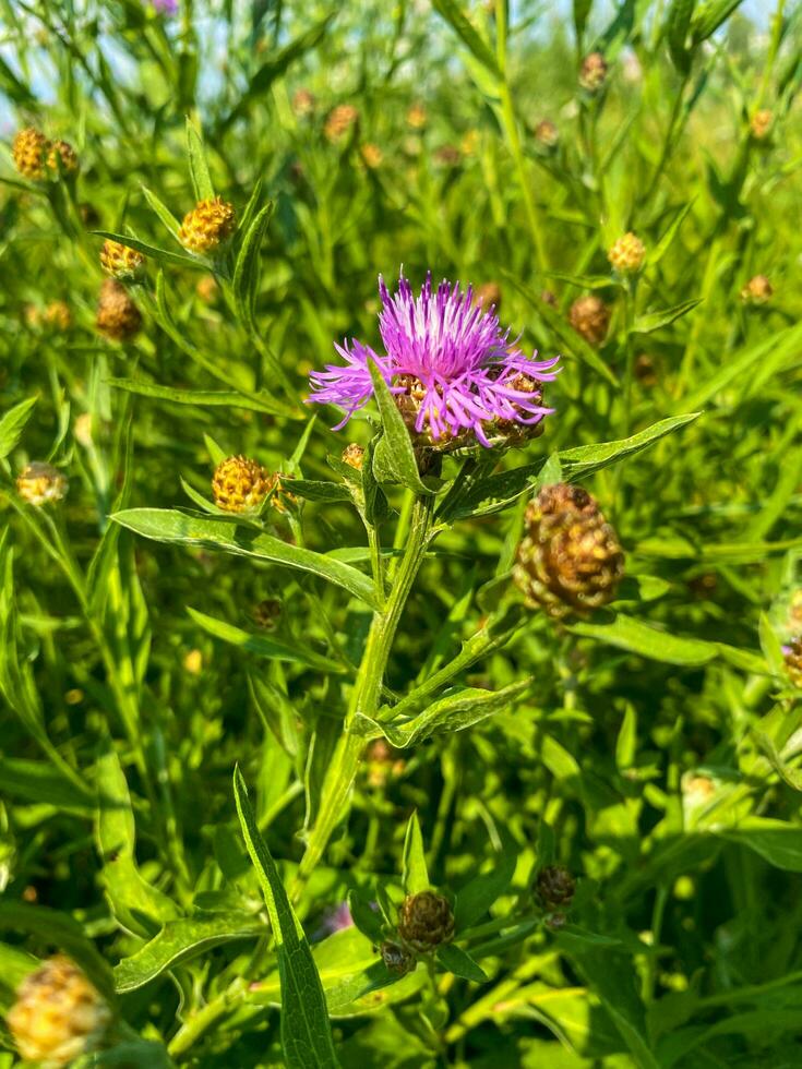 flor de bardana en hierba verde en verano. 12867103 Foto de stock en  Vecteezy