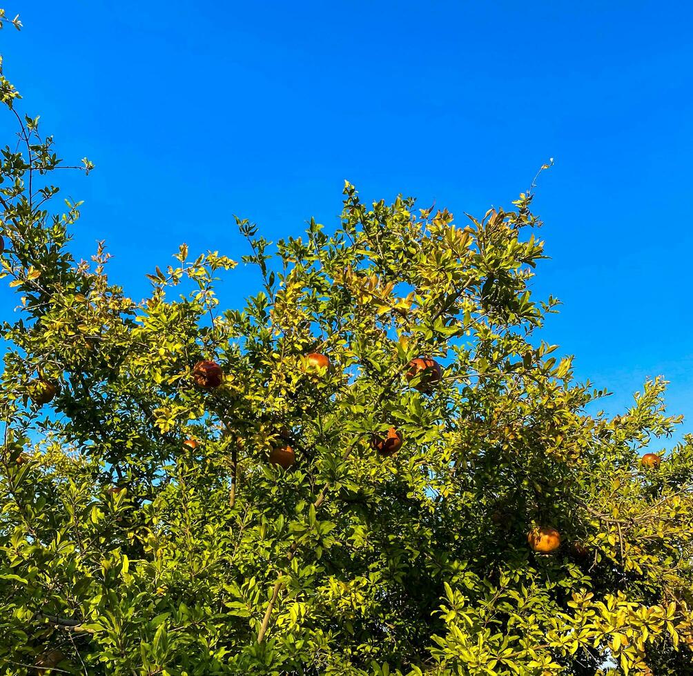 Pomegranate tree. Photo of a tree with pomegranate fruits against a blue sky.