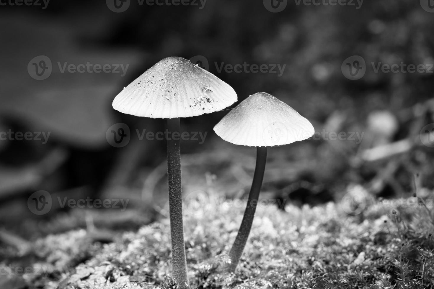 dos champiñones pequeños de filigrana fotografiados en blanco y negro, sobre musgo con punto de luz foto