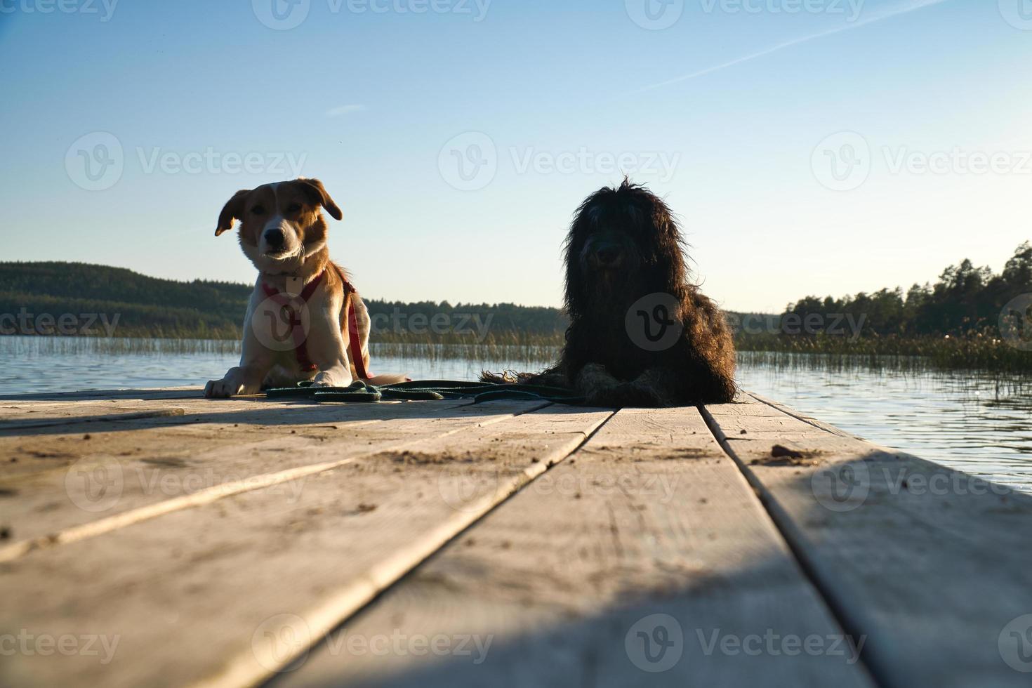 amantes de los perros tumbados en un embarcadero y mirando el lago en suecia. garabato dorado y mezcla foto