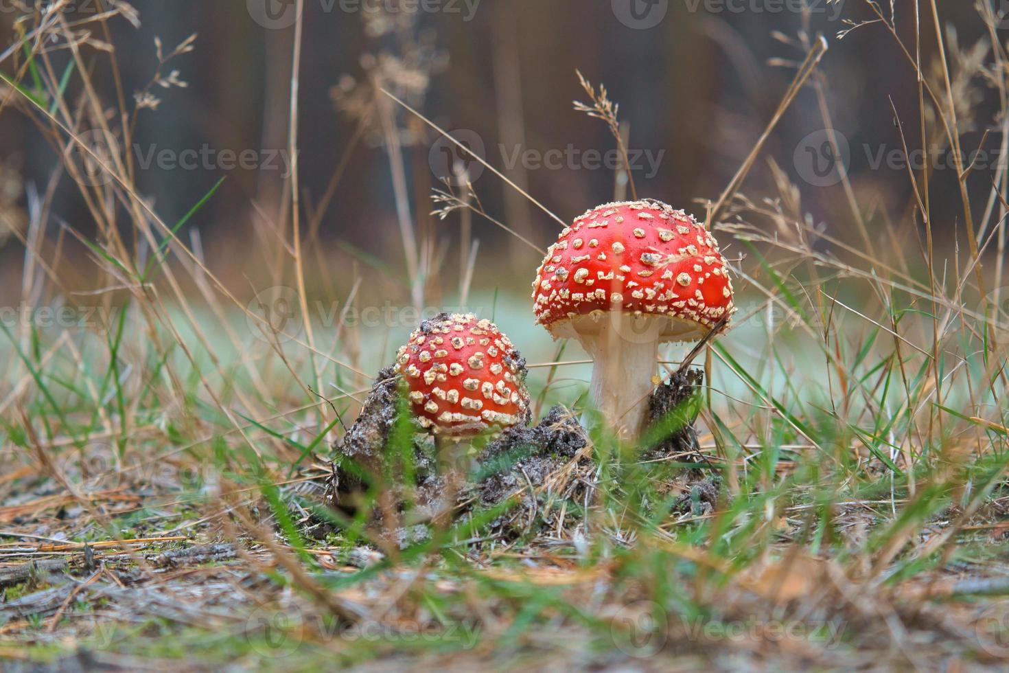 Toadstool at the bottom of a coniferous forest in the woods. Poisonous mushroom photo