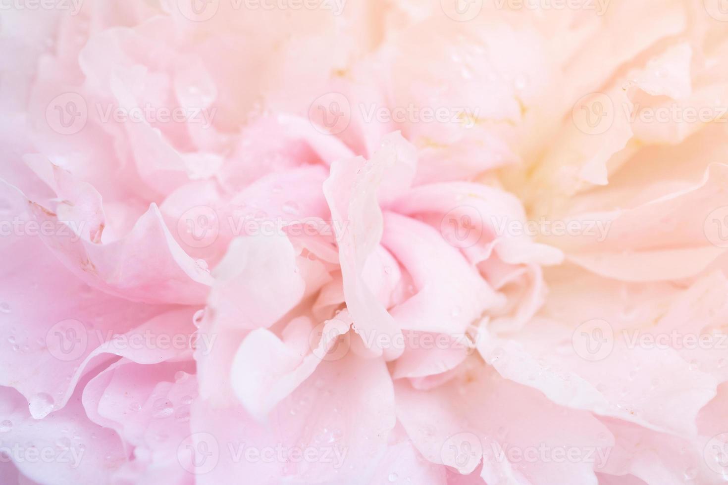 Beautiful pink roses flower close up abstract background photo