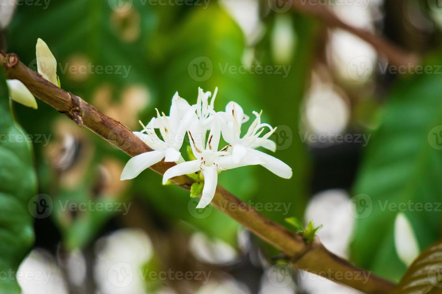 Flores de café con leche en plantación de árboles de hojas verdes de cerca foto