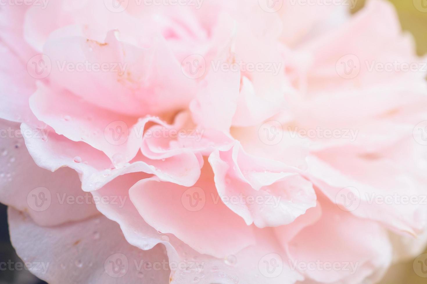 Beautiful pink roses flower in the garden photo