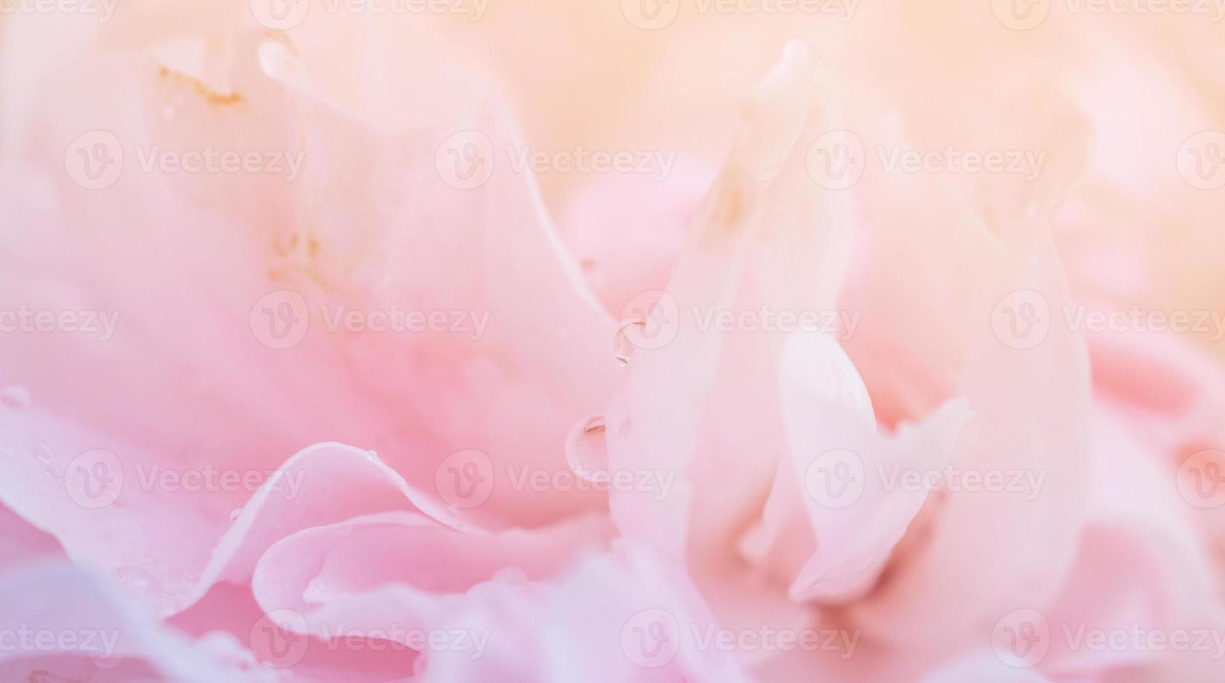 Beautiful pink roses flower close up abstract background photo