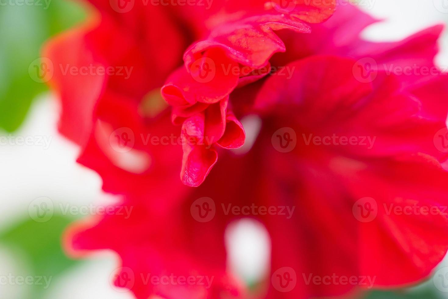 Red hibiscus flower in the garden photo
