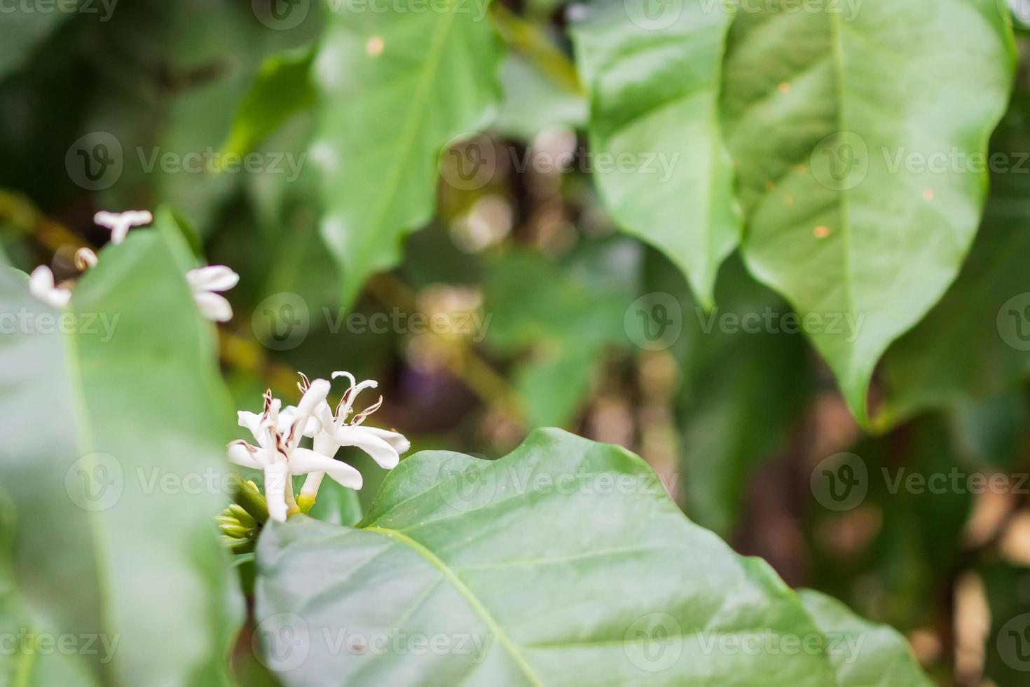 White flower in coffee tree close up photo