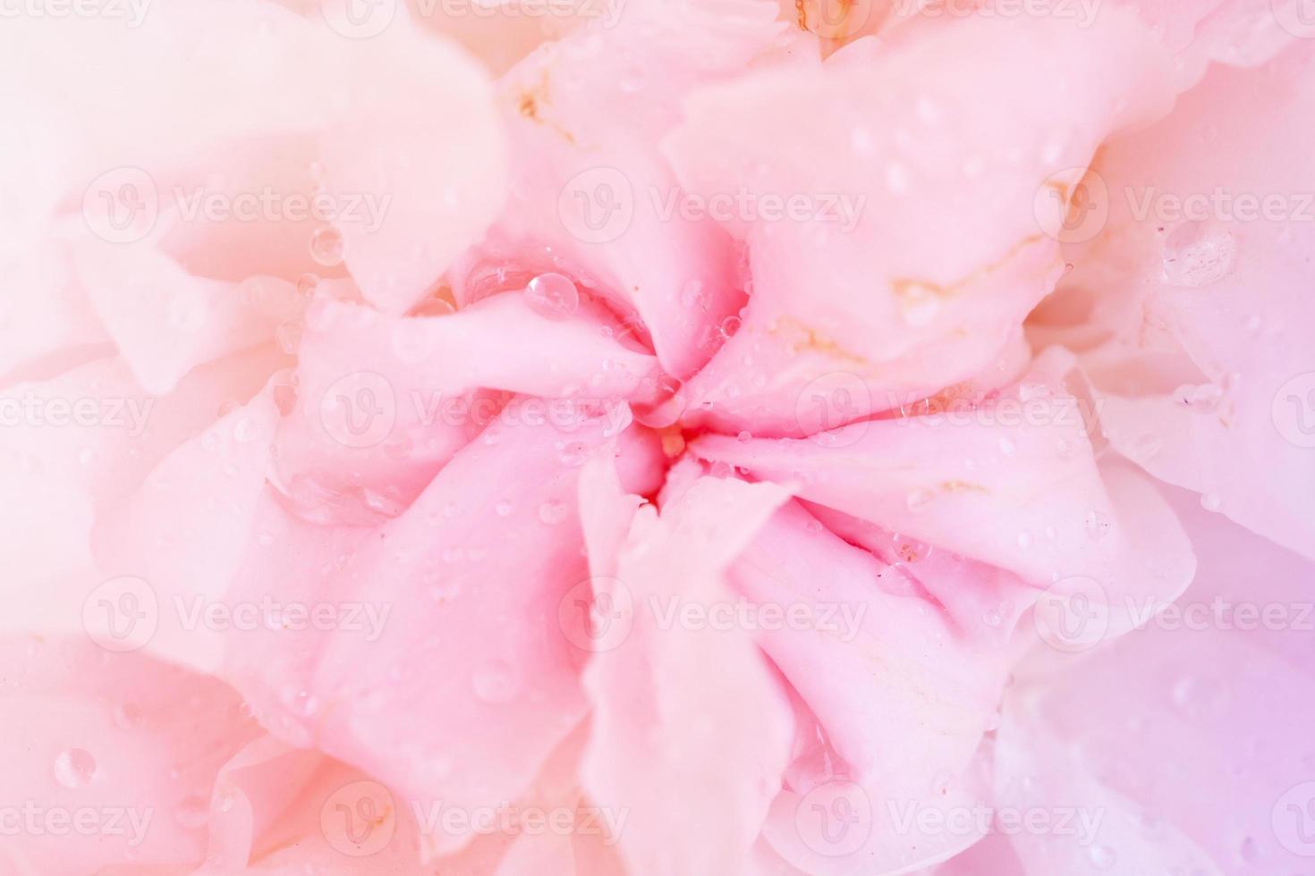 Beautiful pink roses flower close up abstract background photo