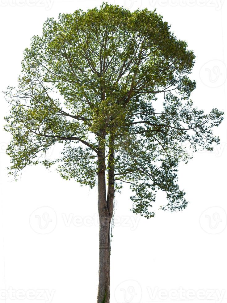 árbol verde aislado sobre fondo blanco foto