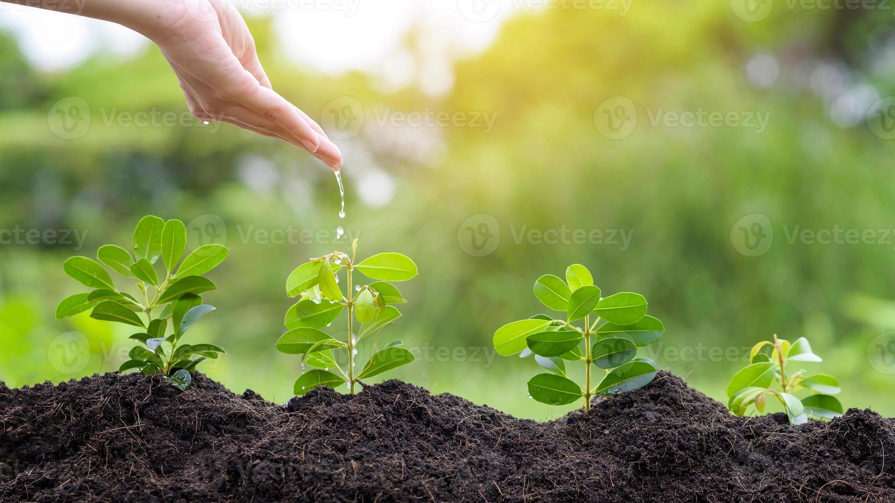 Close up hand with water dripping on plant on fertile soils, Ecological conservation concept photo