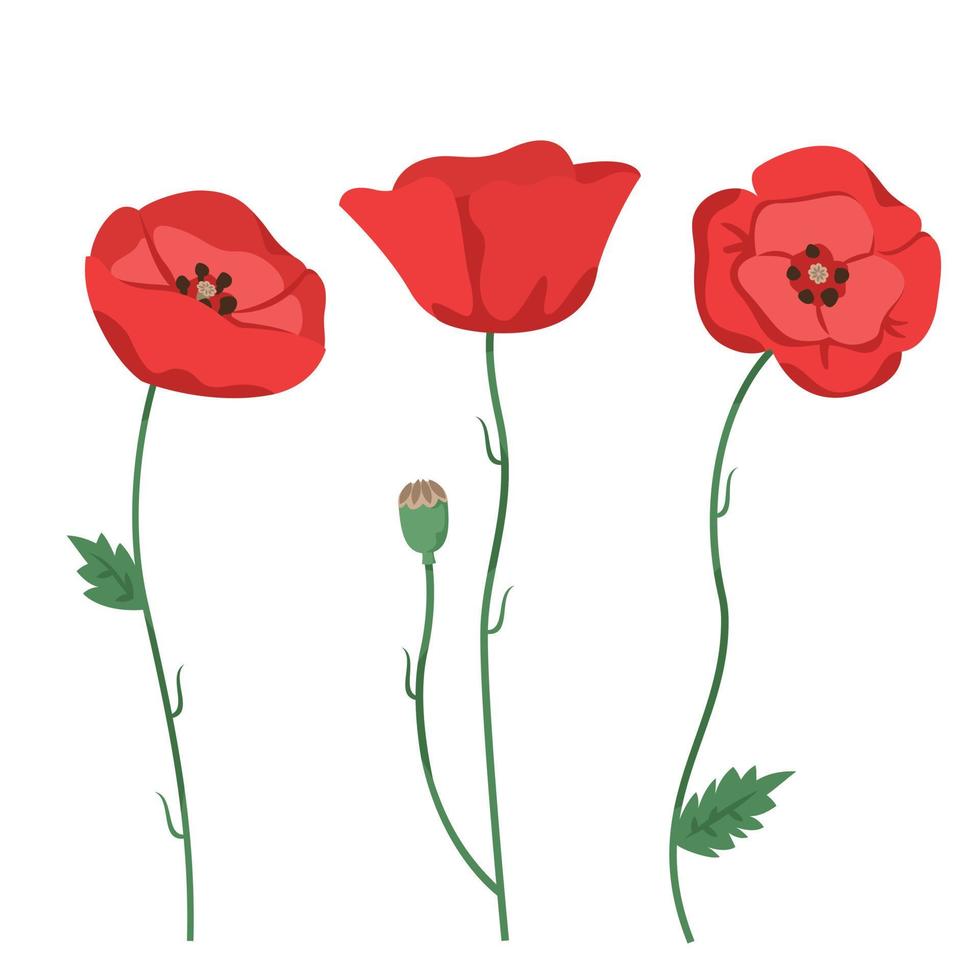 Set of poppies. Beautiful wildflowers in cartoon style. vector
