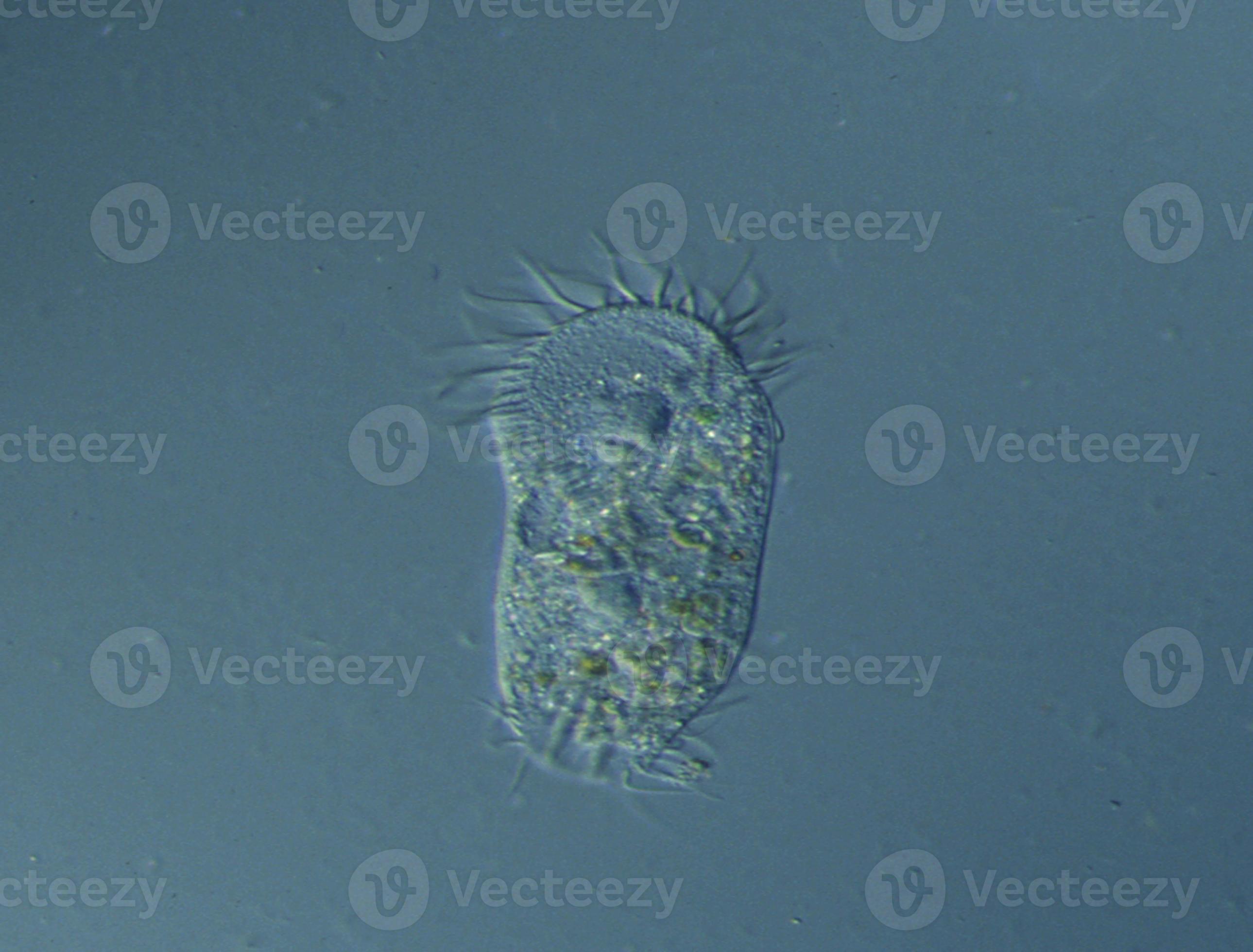 Glacier Water Under The Microscope: Shocking Discoveries! - 1lu2yj3