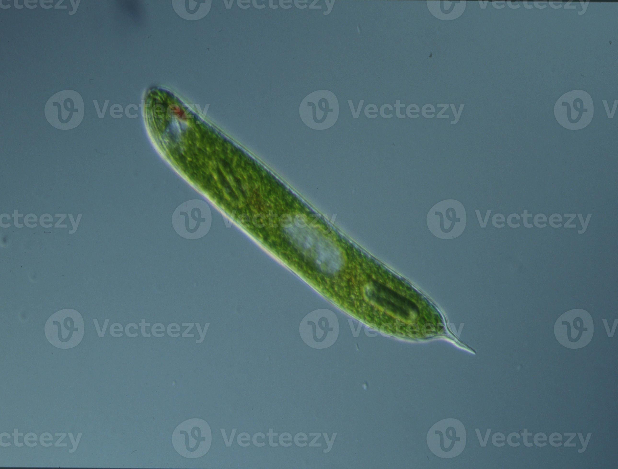 Green algae at high magnification under the microscope 12871383 Stock