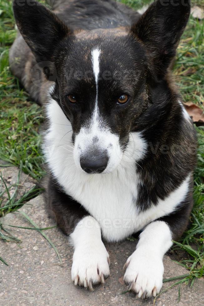 cute corgi cardigan is lying on the grass in summer photo