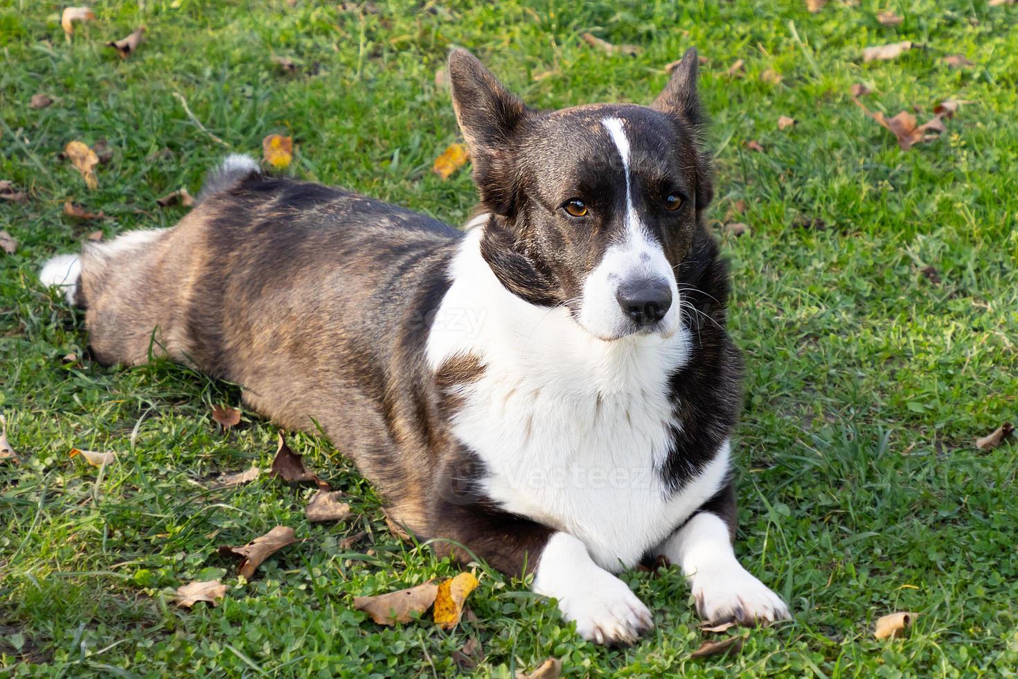 cute corgi cardigan is lying on the grass in summer photo
