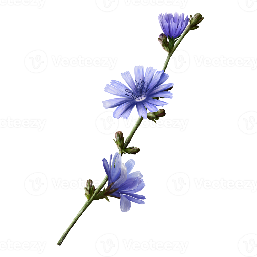 herb chicory with flowers, botanical illustration png