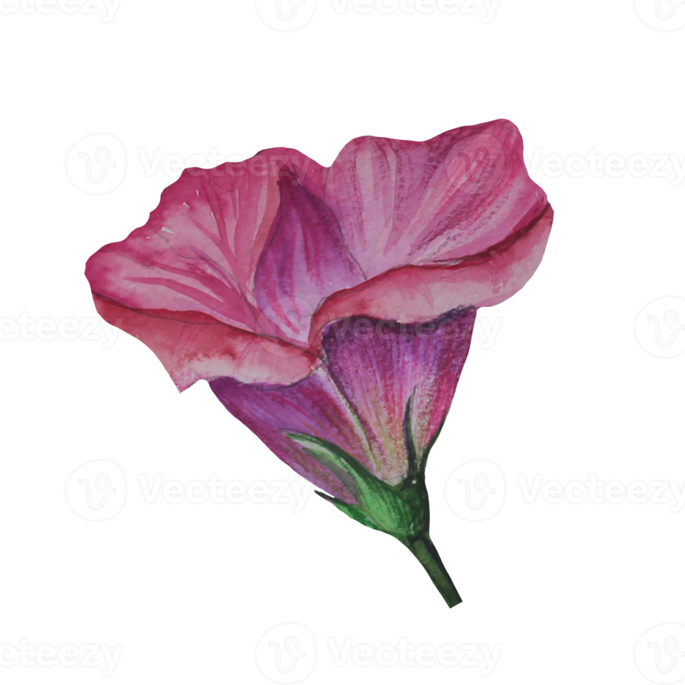 Eustoma blomma vattenfärg illustration png