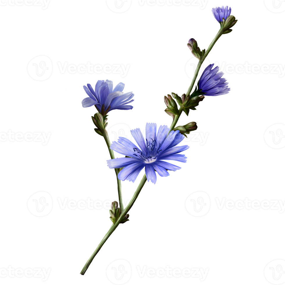 chicory plants with flowers, drink for a healthy diet png