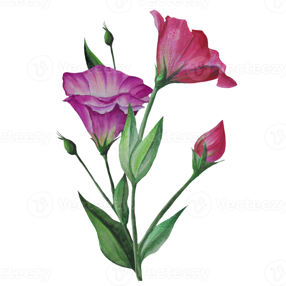 bouquet of eustoma flowers, Lisianthus watercolor illustration png